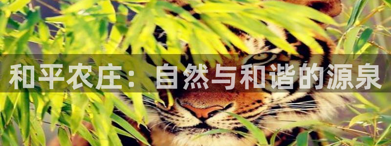 天顺娱乐瓦信58856